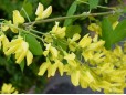 Laburnum anagyroides